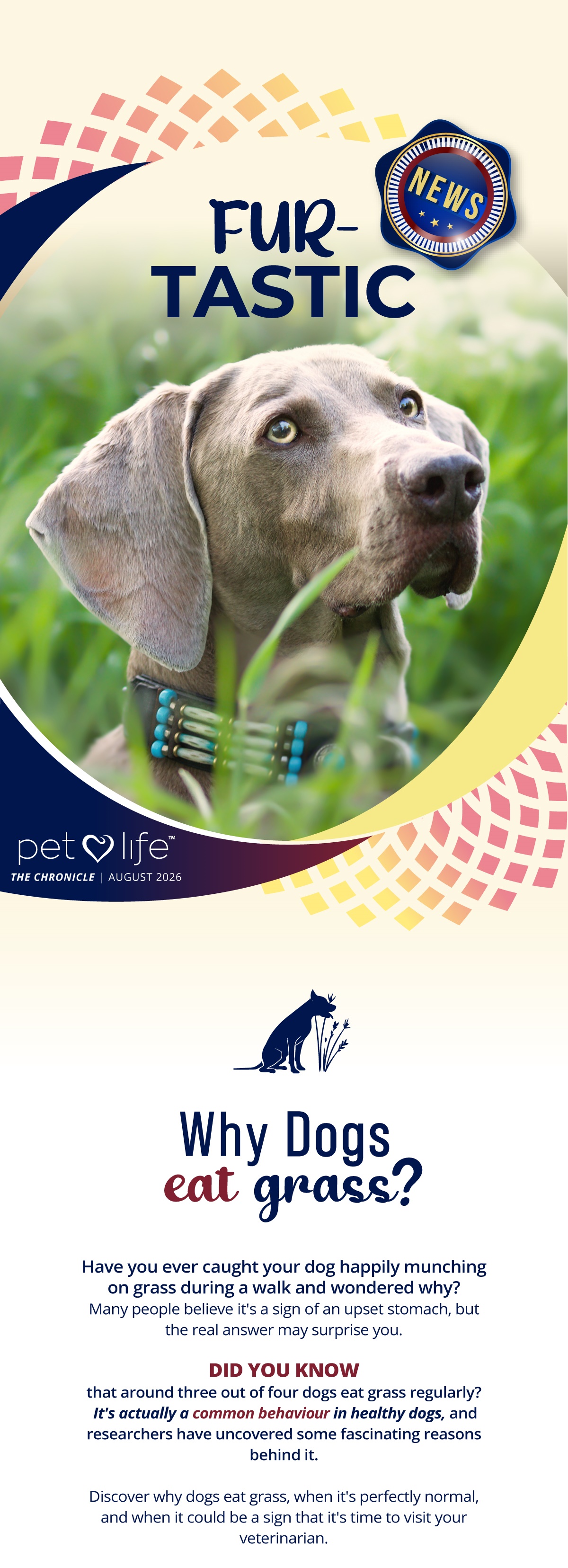 Have you ever caught your dog happily munching on grass during a walk and wondered why?