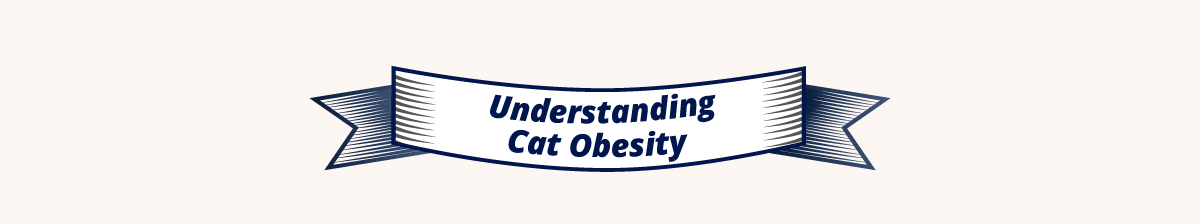 Understanding Cat Obesity