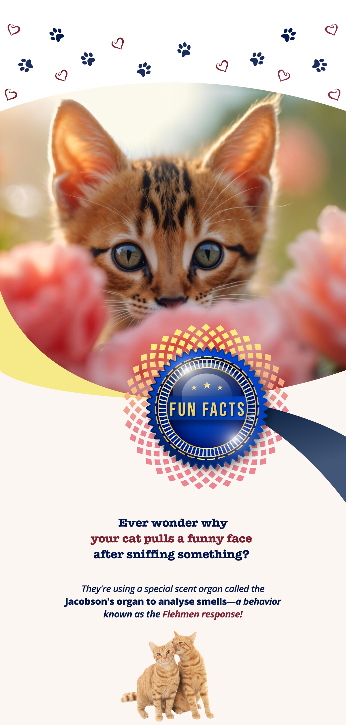 Ever wonder why your cat pulls a funny face after sniffing something?