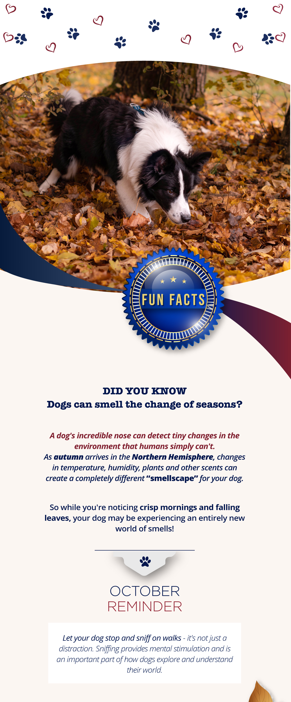 Why does your dog spin before lying down?
