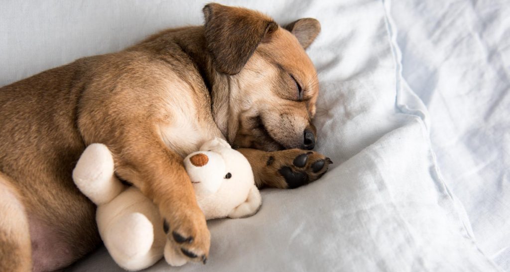 Where Should Your Dog Sleep? PetlifeUK™