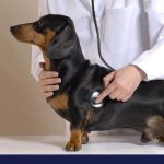Vaccinate against kennel cough