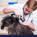 tips and answers on tick and flea control