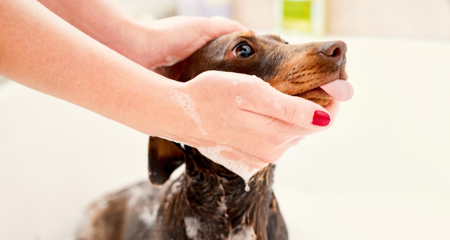 How to make your own dog shampoo