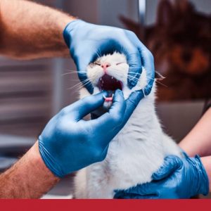 Types of oral gum and tooth disease in cats