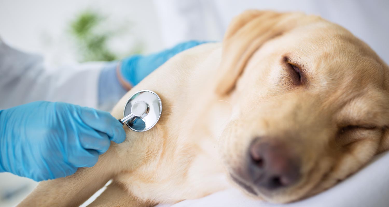 What you need to know about heart attacks in dogs