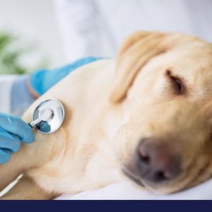 What you need to know about heart attacks in dogs