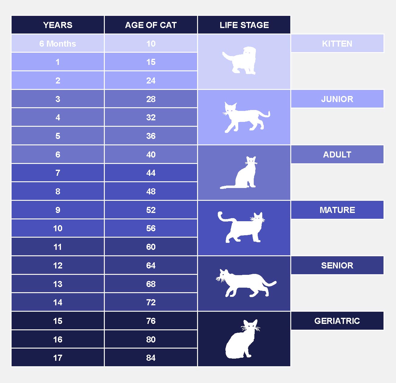 how-old-is-your-cat-in-human-years-petlifeuk