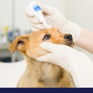 eye conditions in dogs part 2
