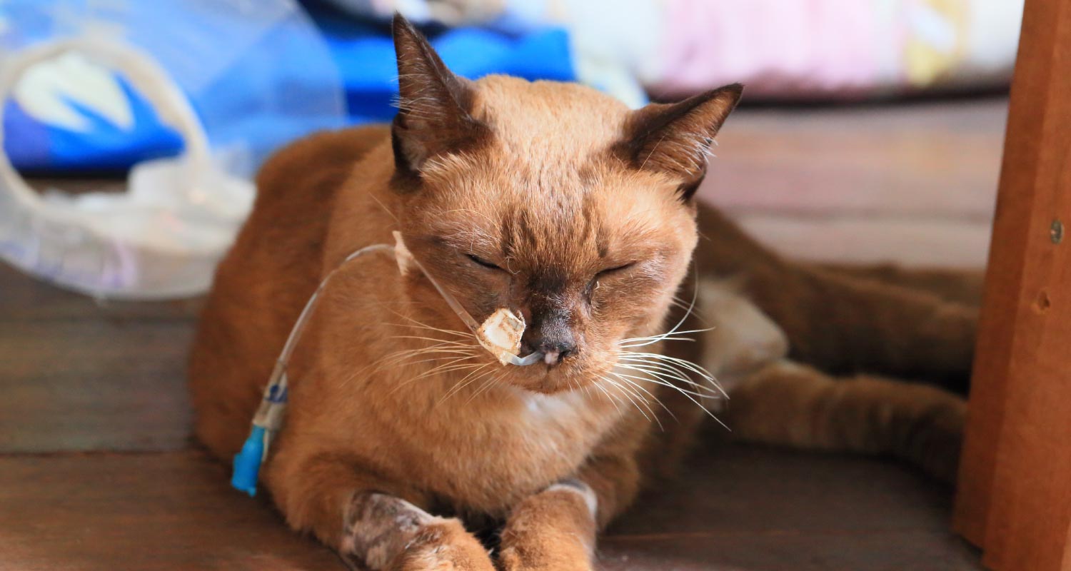 Overview of cancer in cats