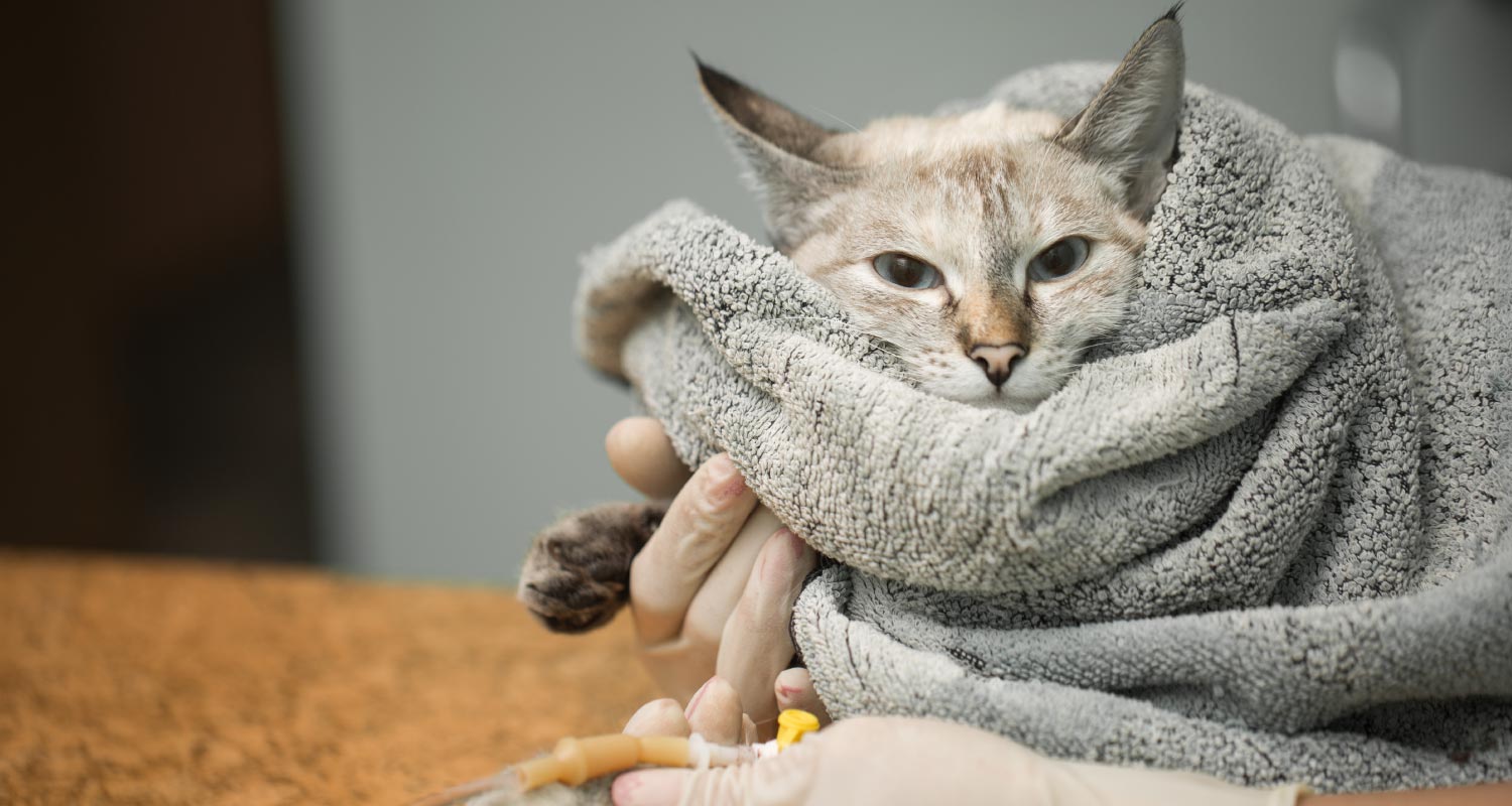 Treating and preventing cancer in cats