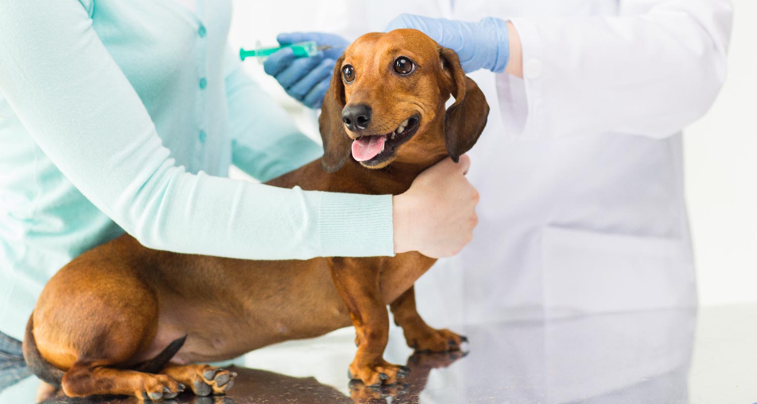 Diabetes in dogs what to look out for