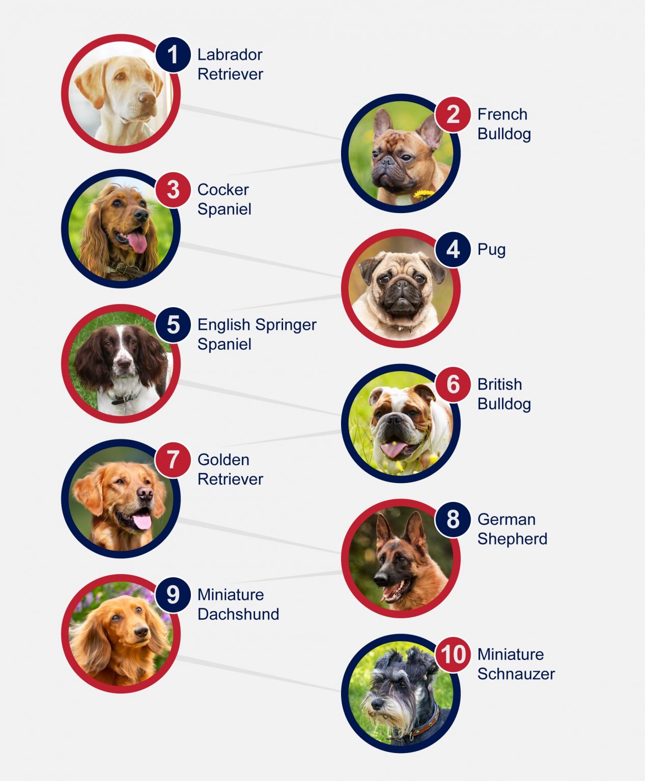most popular dog breeds        <h3 class=