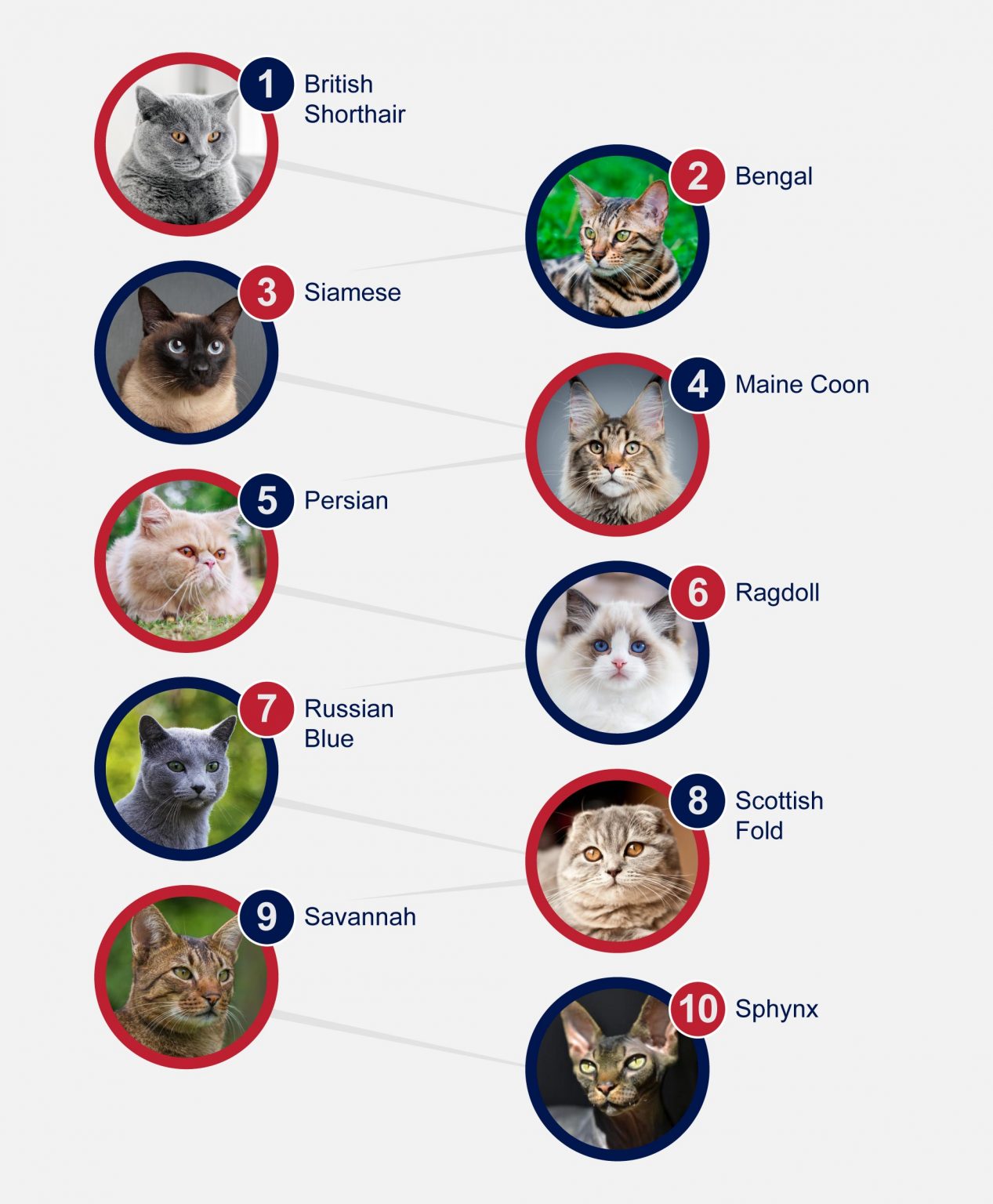 UK0142 Petlifeuk Breeds Feline Top 10 Popular Cats In The Uk Infographic FA 1267x1536 