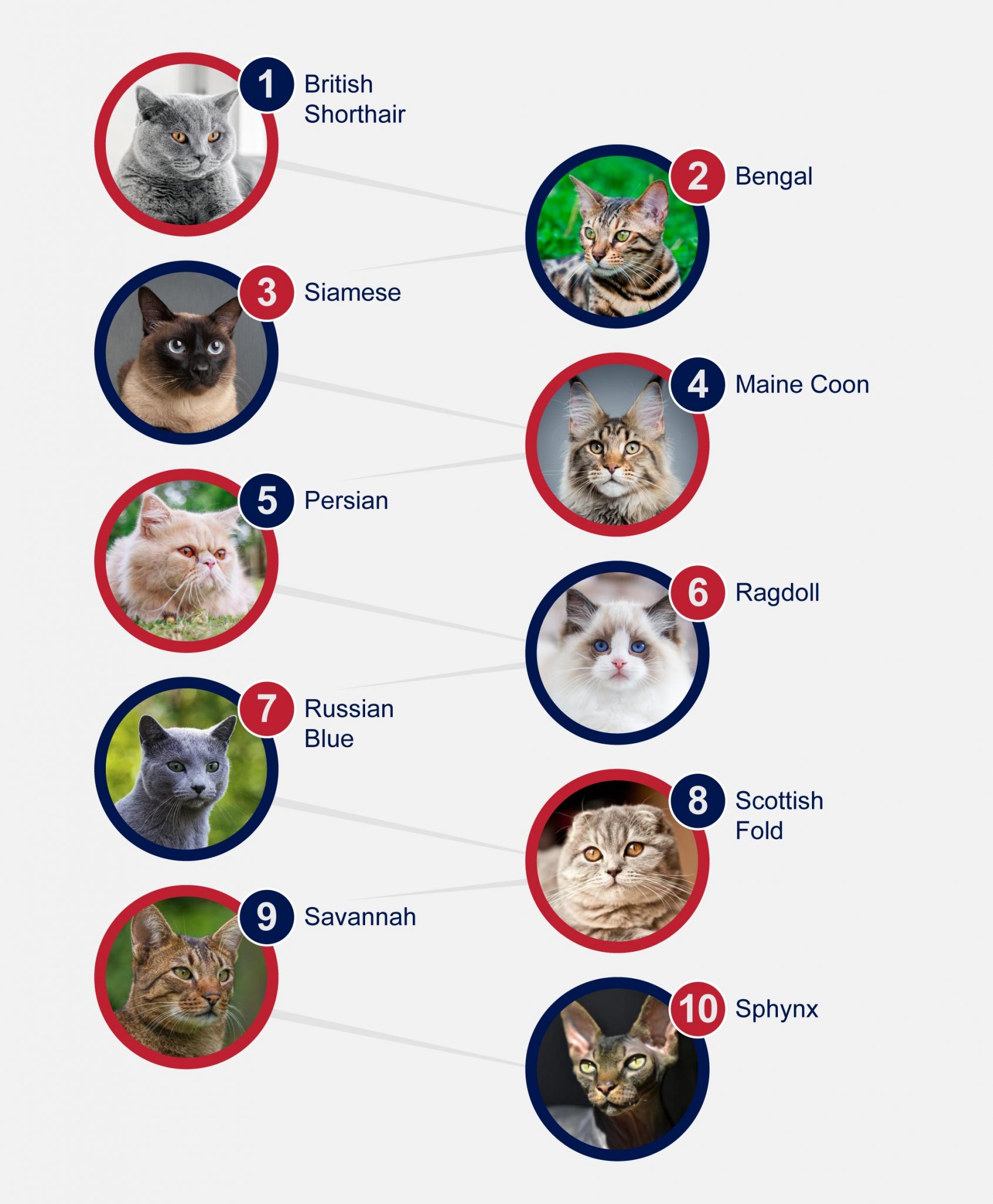 Popular Breeds Of Cats - PetlifeUK™