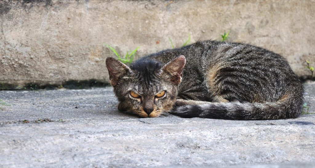 What You Need To Know About Feral Cats PetlifeUK™
