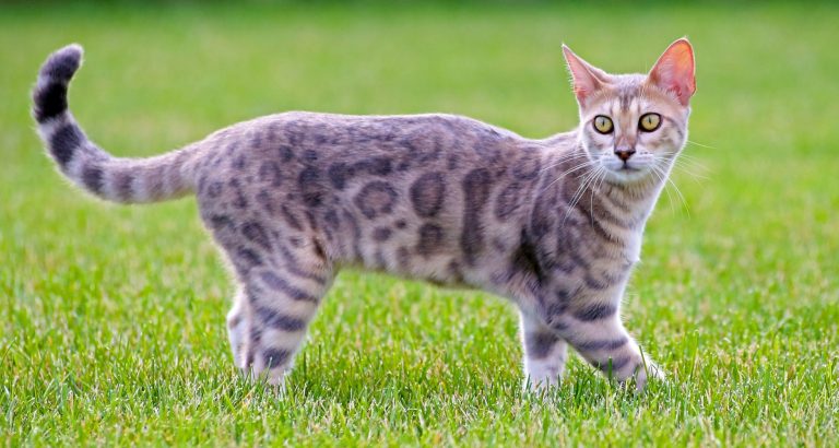 The Best Cat Breeds For People With Allergies - PetlifeUK™