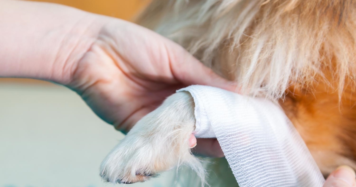 Bite-Wounds In Dogs - PetlifeUK™