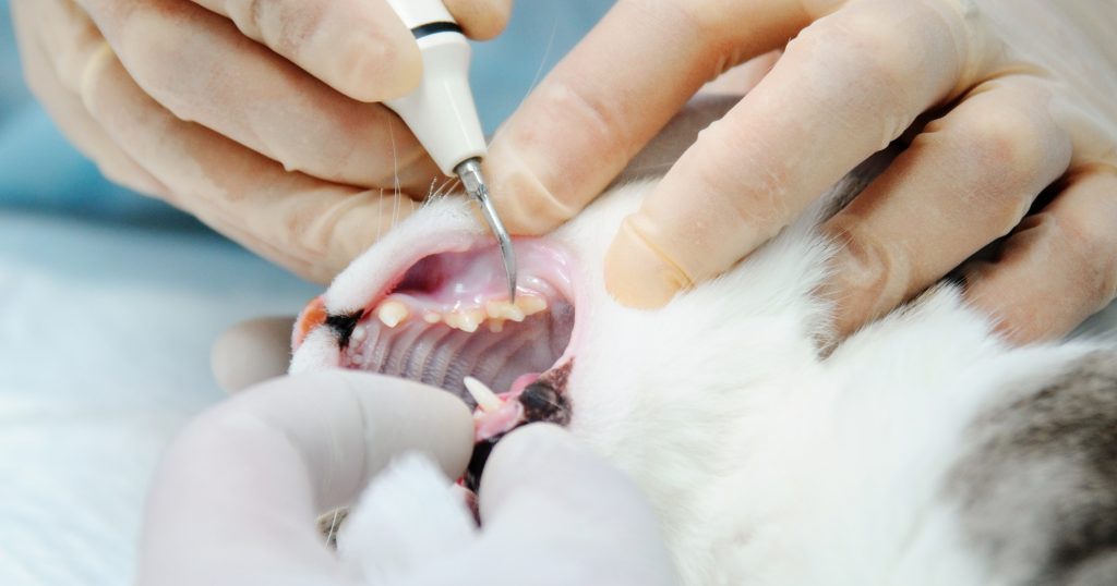 Stages And Treatment Of Gum Disease In Cats PetlifeUK™