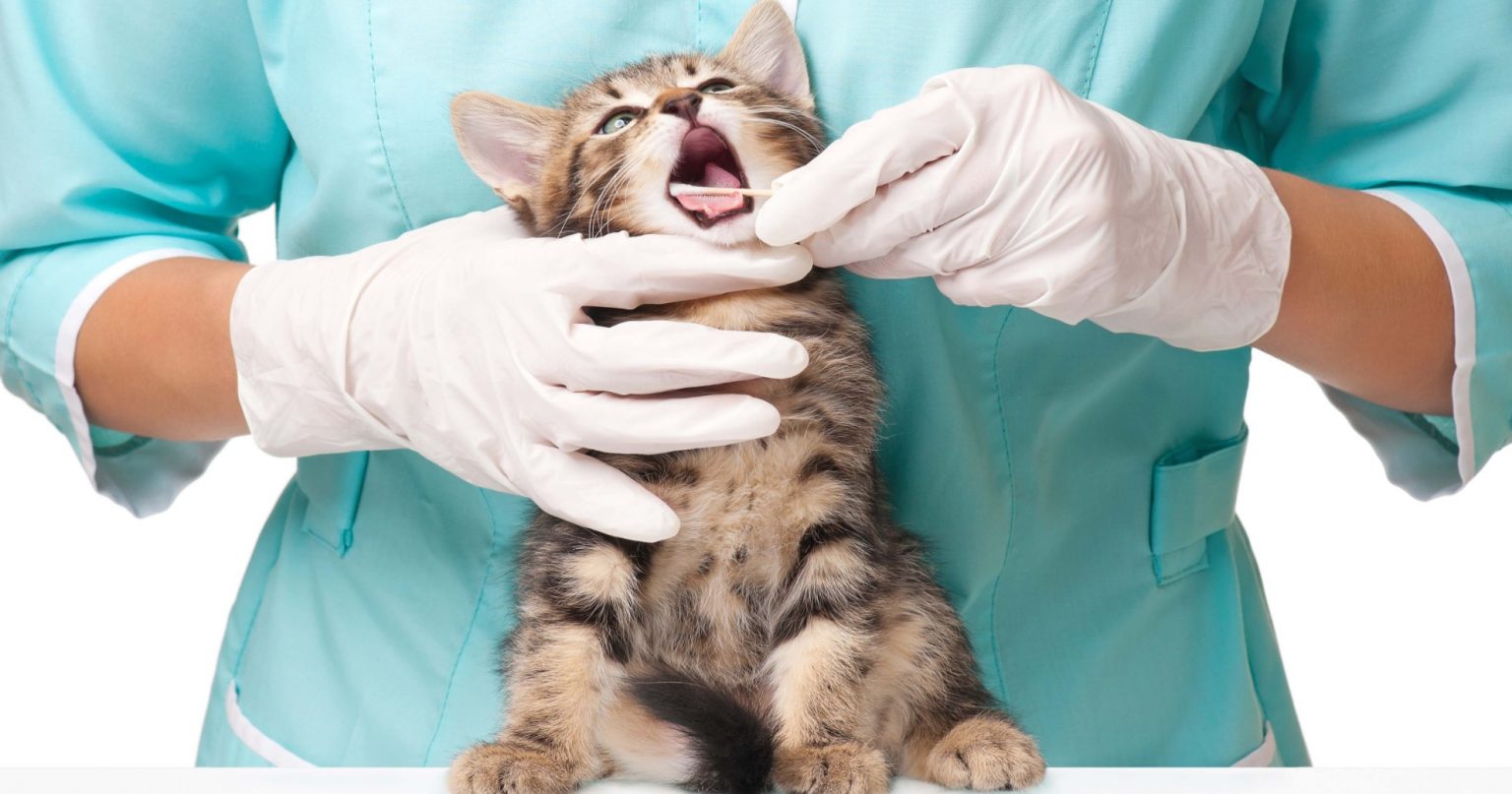 What You Should Know About Oral Health Assessments For Cats PetlifeUK™