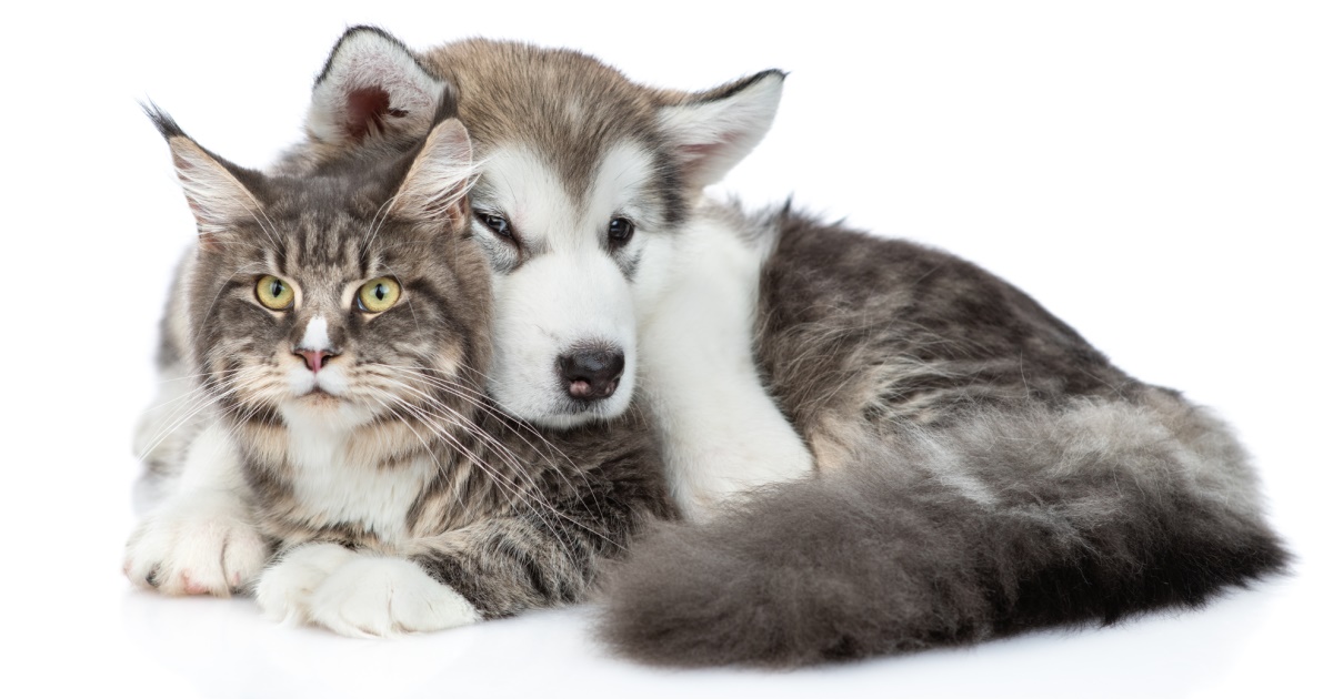 Gastrointestinal Health In Dogs And Cats PetlifeUK™